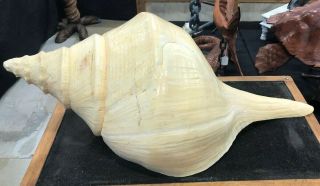 Large 23” Inch Trumpet Sea Shell Conch