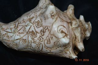 Orig 399 Pre Columbian Olmec Shell Horn,  8in Prov