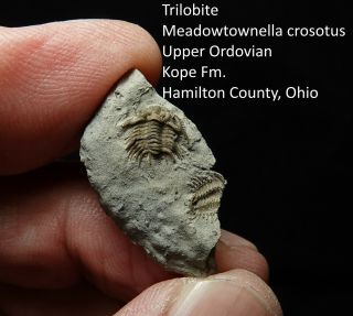 Rare Spiny Ordovician Trilobite Meadowtownella (primaspis) Crosotus From Ohio