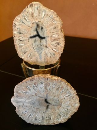 Petrified Pine Cone Polished Fossil Rare