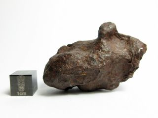 Mundrabilla Iron Meteorite 118.  51g Stunning Siderite Showpiece