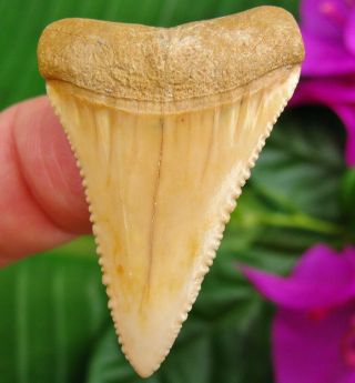 Killer Chilean Fossil Great White Shark Tooth Chile Not Megalodon Teeth Gem