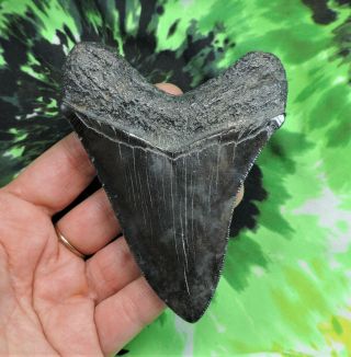 Megalodon Sharks Tooth 4 1/8  Inch No Restorations Fossil Sharks Teeth Tooth