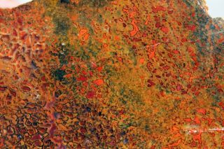 Autumn Colored Dinosaur Gem Bone 1919 • 152 Grams • Lapidary Rough