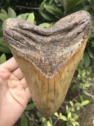 Massive 6.  76” Megalodon Tooth Fossil Shark Teeth Over 5” Wide Over 1lb