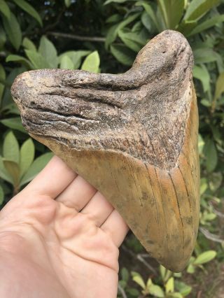 Massive 6.  76” Megalodon Tooth Fossil Shark Teeth Over 5” Wide Over 1LB 2