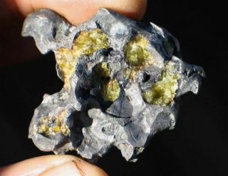 World Class Sculptural 42g Imilac Pallasite Meteorite W/ Olivine Simply The Best