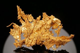 EXTRAORDINARY Native Gold Crystal Cluster EAGLE ' S NEST MINE,  CALIFORNIA 3
