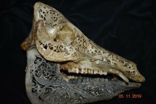 Dayak Ritual Carved Boar Skull 15 " Prov 1900s