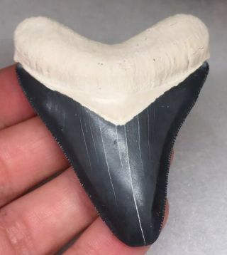Huge Bone Valley Megalodon Shark Tooth Fossil Sharks Teeth Hemi Era Gem
