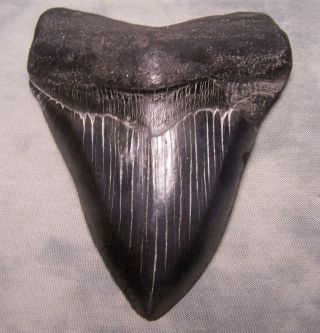 Megalodon Tooth 4 1/2 " Shark Teeth Fossil Jaw Megladon Scuba Dive Meg Huge