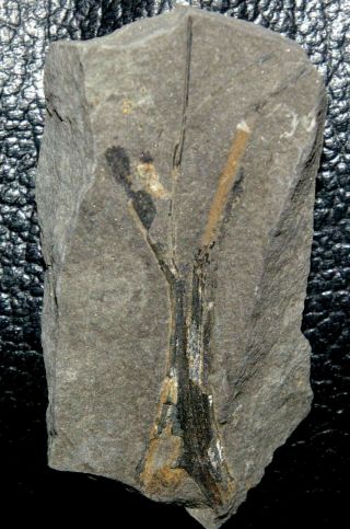 , Well Preserved Devonian Fossil Plant - Psilophyton