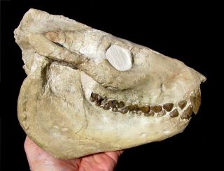 Extinctions -,  Large Oreodont Skull Fossil W/ Lower Jaws Intact - Impressive