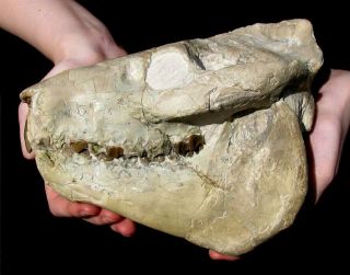 EXTINCTIONS -,  LARGE OREODONT SKULL FOSSIL W/ LOWER JAWS INTACT - IMPRESSIVE 2