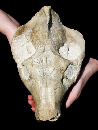 EXTINCTIONS -,  LARGE OREODONT SKULL FOSSIL W/ LOWER JAWS INTACT - IMPRESSIVE 3