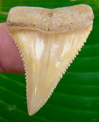Great White Shark Tooth - 1 & 13/16 In.  Chile - No Restorations - Chilean
