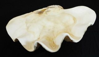 Rare Natural Tridacna Gigas Giant Clam Shell At 20” Long 13” Wide 36 Pounds