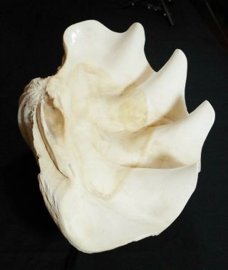 Rare Natural Tridacna Gigas Giant Clam Shell At 20” Long 13” Wide 36 Pounds 2