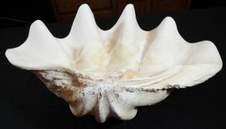 Rare Natural Tridacna Gigas Giant Clam Shell At 20” Long 13” Wide 36 Pounds 3