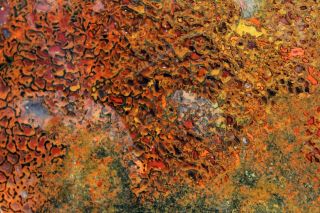 Autumn Colored Dinosaur Gem Bone 1918 • 185 Grams • Lapidary Rough