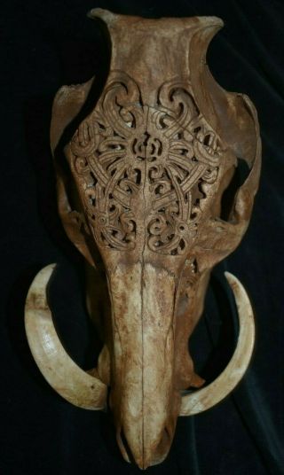 Orig $599 Dayak Shaman Carved Wild Boar Skull 12 " Prov 1900s
