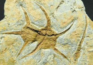 Six 440 Million Year Old 100 Natural Starfish Fossils From Morocco 1010gr E