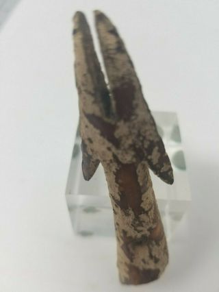 Antique Inuit Eskimo Dorset Bering Sea Dorset Elk Bone Toggling Harpoon 18/25