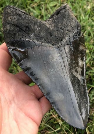 Serrated Rippled 6.  076 " Megalodon Tooth