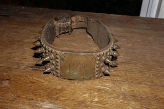 Antique Studded Dog Collar - Brass And Leather.  Very Good Vintage.