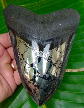 Megalodon Shark Tooth - 5.  82 In.  Gold Pyrite Real Fossil Sharks Teeth