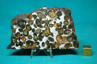 Sericho Pallasite Meteorite 133.  6 Grams