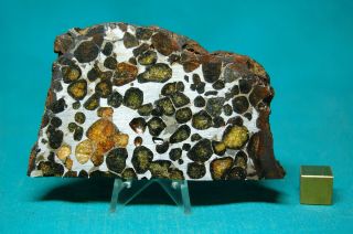 Sericho Pallasite meteorite 133.  6 grams 2