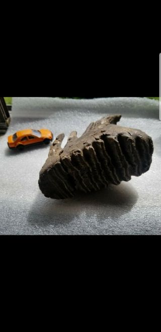 Mammoth Tooth With Root Museum Quality.