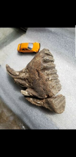 Mammoth Tooth With Root MUSEUM QUALITY. 2