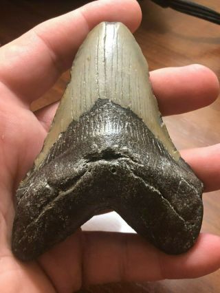 5 Huge 4 " Megalodon Giant Shark Tooth Teeth Extinct Fossil Megladon