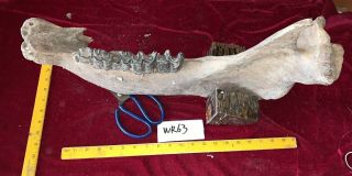 Wr63 Woolly Rhinoceros Jaw Bone Coelodonta Antiquitatis Teeth Tooth Mandible