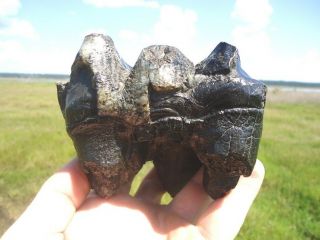 Rooted Three Hump Mastodon Tooth Florida Fossils Teeth Jaw Bones Mammal Skull @