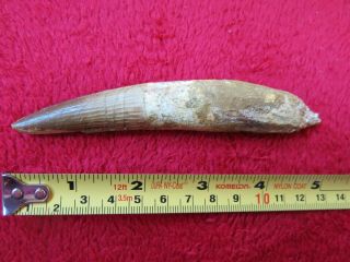 5 Inch Spinosaurus Tooth (authentic)