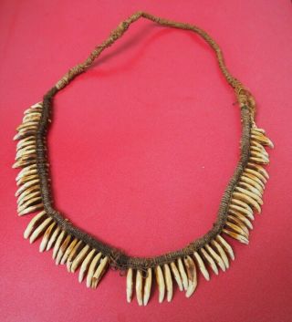 Oceanic Polynesia Papua Guinea Asmat Highlands Dog Tooth Warrior Necklace Nr