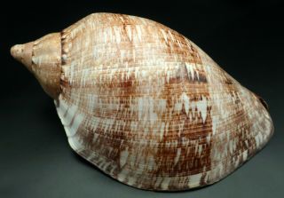 Fantastic Voluta Cymbiola Magnifica F,  /gem,  200 Mm Seashell Australia H