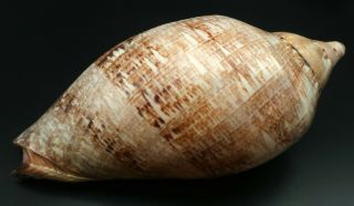 Fantastic Voluta Cymbiola magnifica F,  /GEM,  200 mm seashell Australia H 3