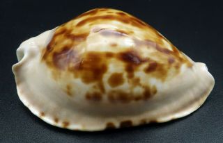 Cypraea Zoila Marginata F,  63.  2 Mm Australia Cowrie Seashell