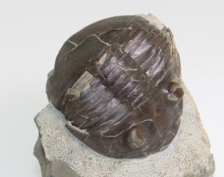 Trilobite,  Pseudomegalaspis Patagiata,  Ordovician,  Kinnekulle,  Sweden - Eb7234
