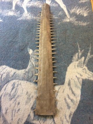 Largest On Ebay Antique Saw Fish Shark Bill Rostrum 35 Inches Long