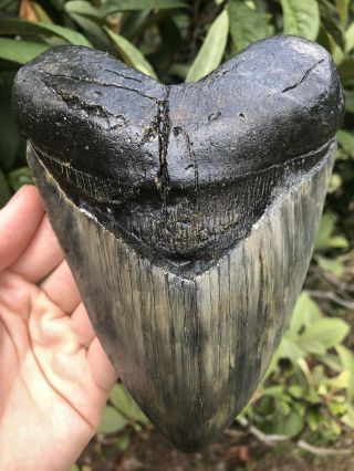 Massive Thick 6.  36” Megalodon Tooth Fossil Shark Teeth Over 1 Lb