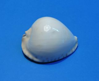 Seashell Cypraea Thersites Contraria 69.  7mm (010)