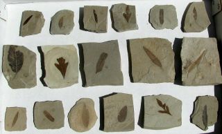 Extinctions - Flat Of 17 Fossil Leaf Plates,  Many Different Types