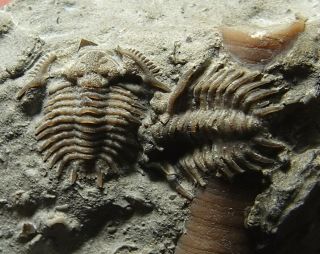 Multiple Rare Spiny Ordovician Trilobites Primaspis Crosotus From Ohio One Slab