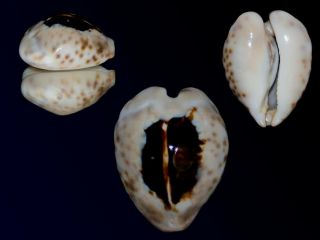 Seashell Cowrie Cypraea Teulerei Outstanding Dark Pattern Superba Dark 43.  8 Mm