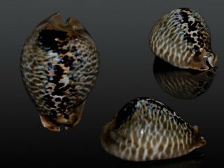 Seashell Cypraea Mus Donmoorei Godzilla Dark Pattern 65.  3 Mm